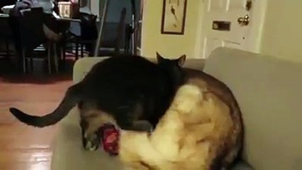 Cat uses husky as a bed-Funny Cat Videos