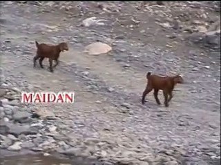 Nann Mo Ra Yadawe Sara - Amin Ulfat - Pashto New Song 2016