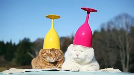 Cats chill with glasses on their heads-Funny cat Videos
