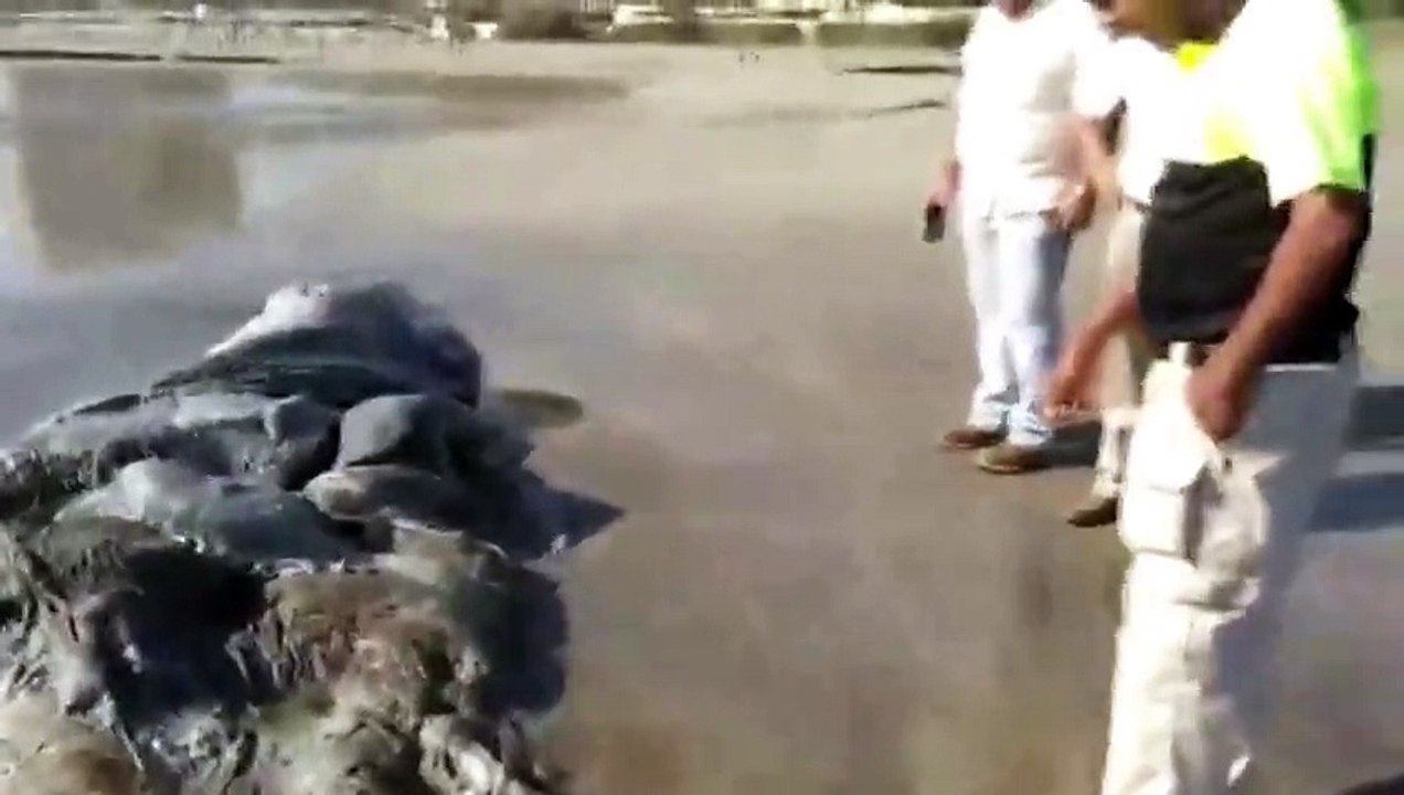 Il découvre une créature marine étrange sur la plage d'Acapulco