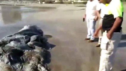 Il découvre une créature marine étrange sur la plage d'Acapulco