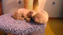 Clumsy kitten keeps falling from cat tower-Funny cat Videos