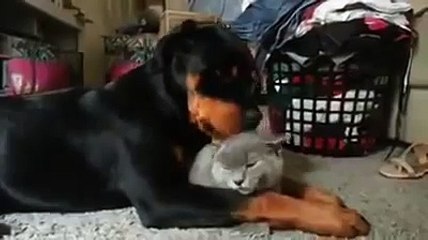 Ce Rottweiler fait un gros calin à un chat
