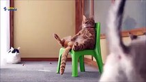 Cute Cat sitting in a chair-Funny Cat Videos