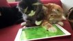 Cute cats try to catch a mouse from an IPad-Funny Cat Videos