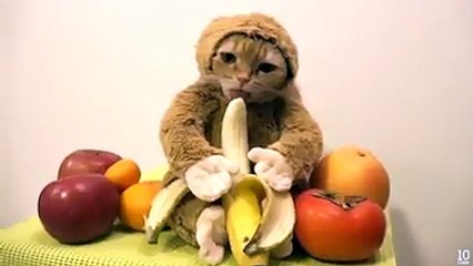 Do you know what year it is according to the Chinese Zodiac This cat is giving you a hint