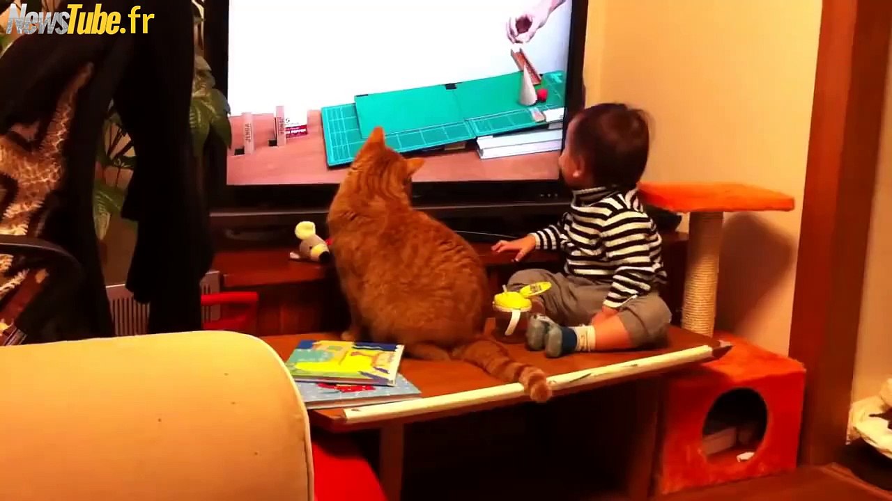 Bébé chat et regarder la télé dans la synchronisation