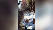 Funny Cat Videos-Fake it till u make it
