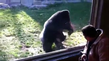 Animals Can Be Jerks Compilation 2014 NEW HD