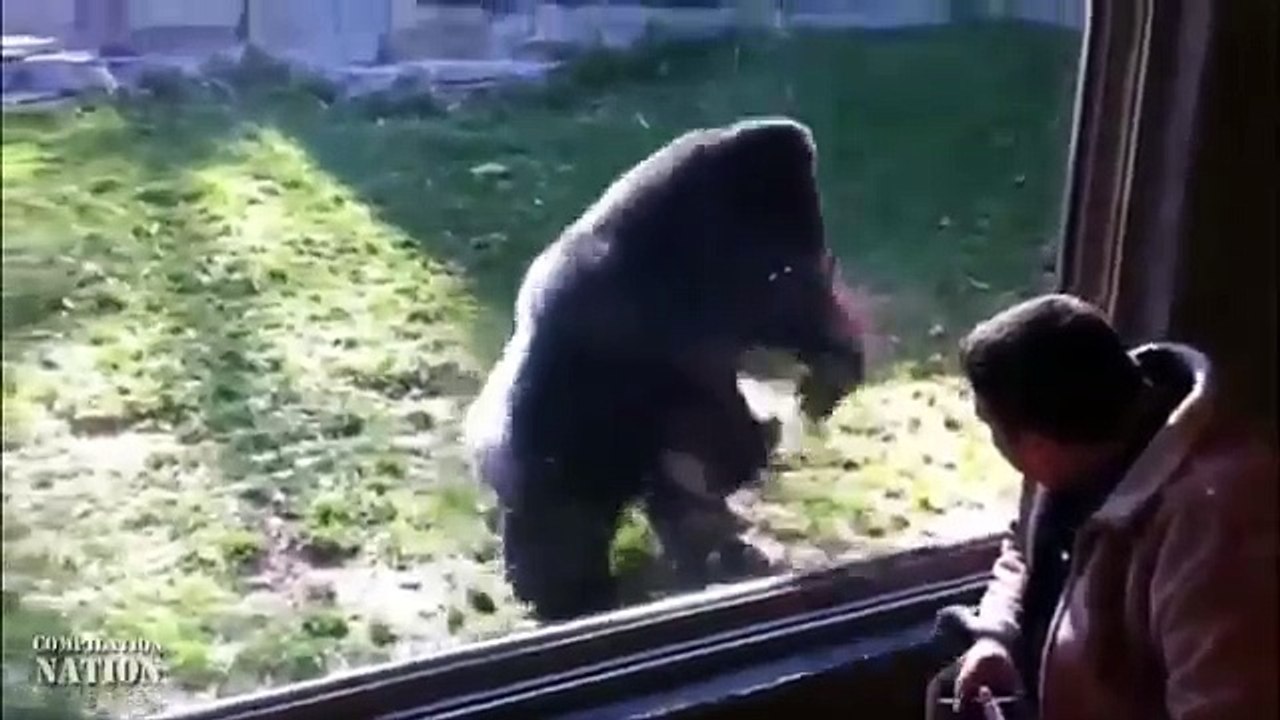 Animals Can Be Jerks Compilation 2014 NEW HD