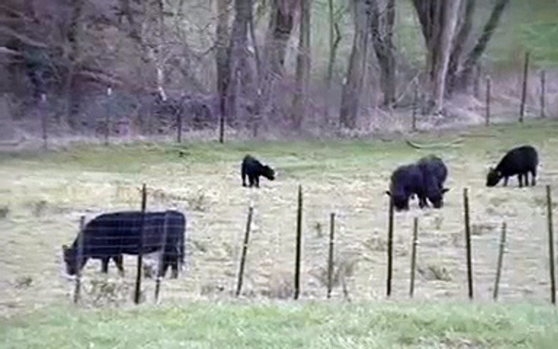 Kristy Knoll Farm Kims Calf 2007