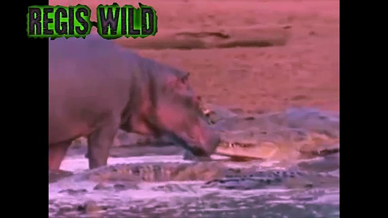 Crocodile Attack Aggression