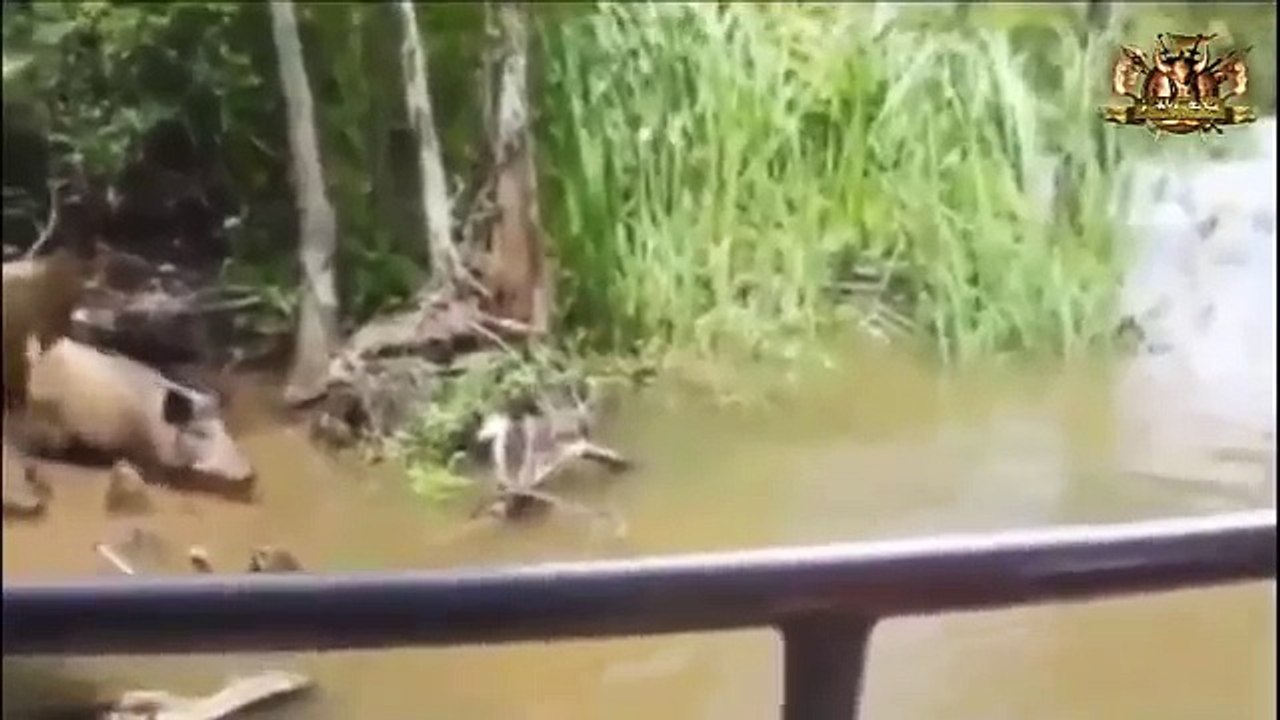 Crocodile Attack Warthog ✰ Rare Real Video  18 ► Paw Arena World