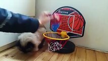 Fluffy cat dunks basketball-Funny cat Videos