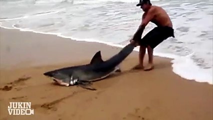 Great White Shark Rescue on the Beach