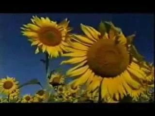 Meditación girasoles de Vivi Cervera