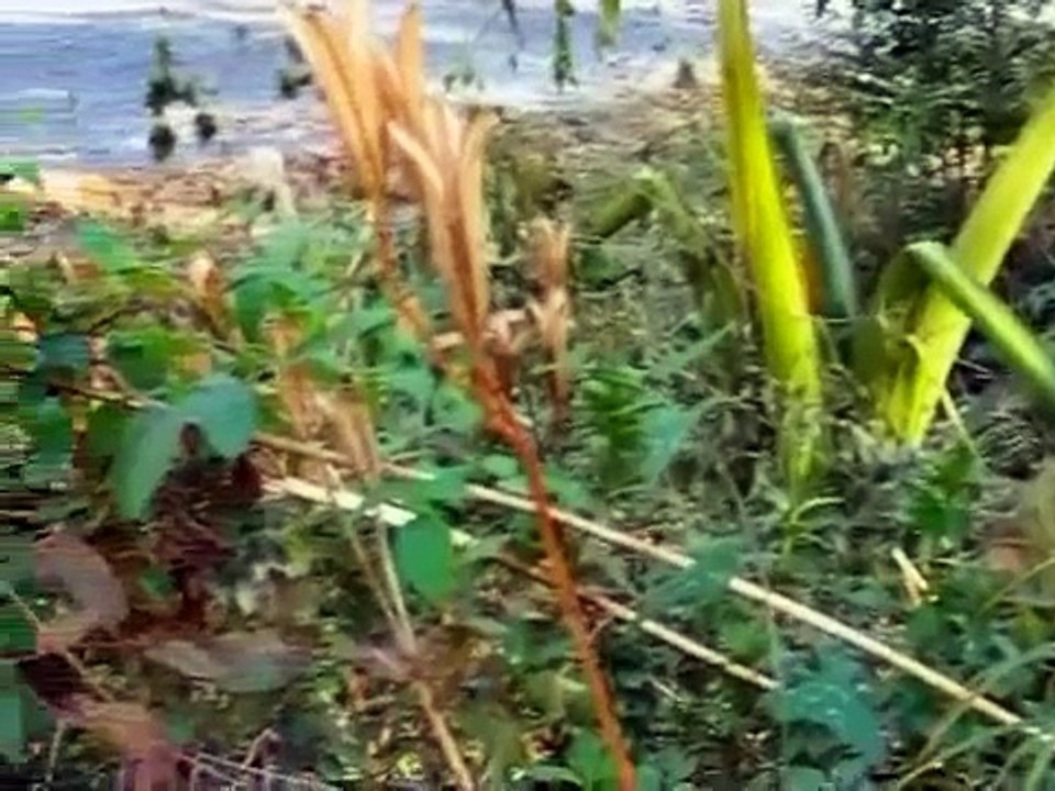 Anole Alley, episode 17. Where are they now?  Part 1.