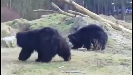 3 медведя встретили воздушный шарик