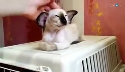 I bet this cat can hear you from miles away