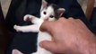 Insanely cute kitten plays the air harp-Funny cat Videos