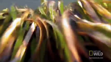 World's Deadliest - Hermit Crab vs