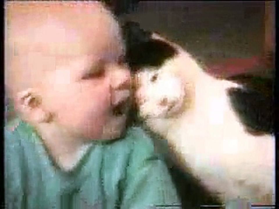 Very Funny Cats Compilation