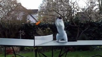 CAT PLAY TABLE TENIS