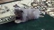 Kitten adorably clings to toy mouse-Funny cat Videos