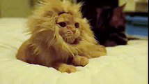 Aslana benzeyen kedi ,komik kedi videoları