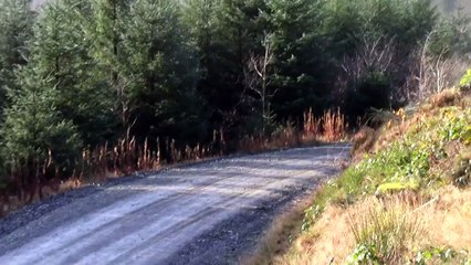 Sebastien Loeb - Rally GB 2011 - Stage 14