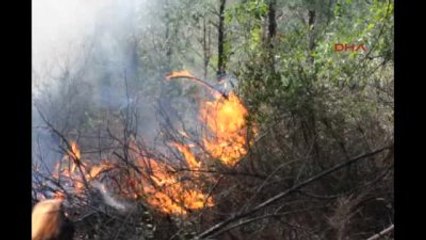 Osmaniye 30 Dönüm Kızılçam Ormanı Yandı