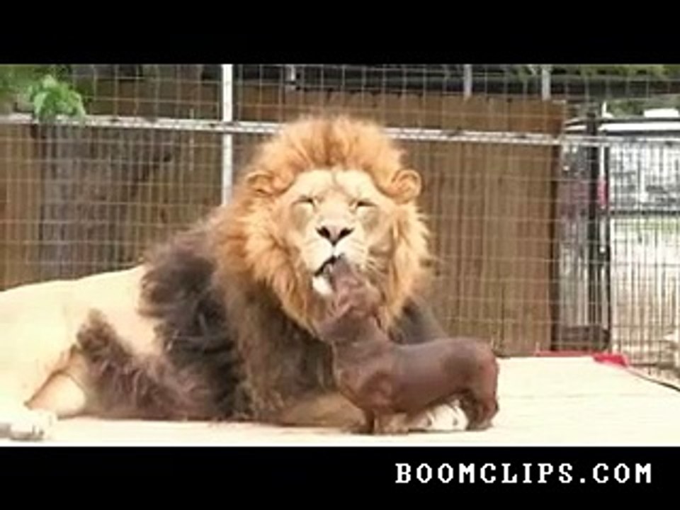 dog_dentist_to_lion