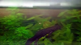 Newt hunting on surface
