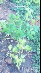 سنابات راجح الحارثي مع والده الشاعر معيض الحارثي اليوم الاثنين