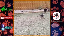 Dogs Discovering Snow #29 ⛄ | Dogs in Snow | Funny Dogs | Dogs playing in Snow | Dog Snow