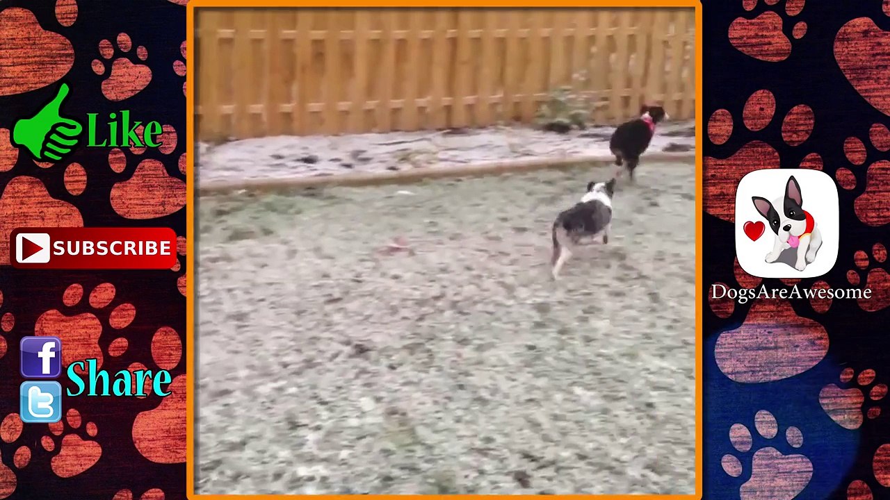 Dogs Discovering Snow #29 ⛄ | Dogs in Snow | Funny Dogs | Dogs playing in Snow | Dog Snow
