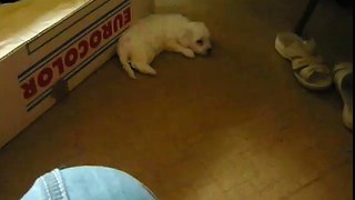 1 month old Bichon puppys playing around