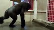 Une gorille danse le hip hop dans un zoo - vidéo Dailymotion insolite