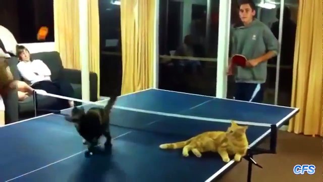 Here's a gap in the market: table tennis paddles for cats!