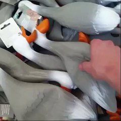 Duck Army Vine