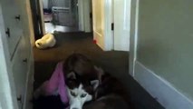 Sweet toddler caught snuggling her Siberian Husky