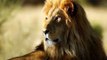 Lost lion population discovered in Ethiopia