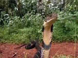 Taipan australiana, As cobras mais mortais e perigosas do mundo, reino animal, vida selvag