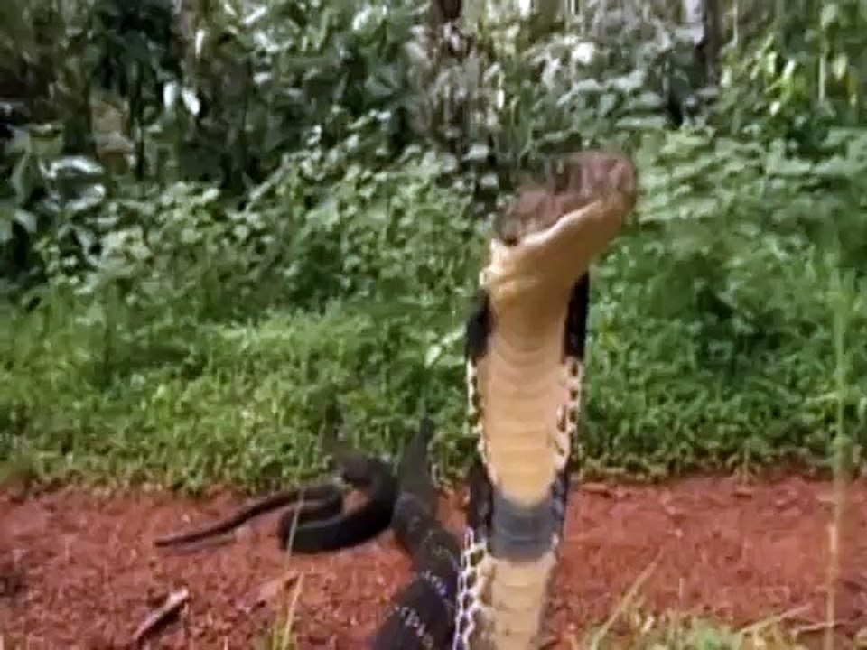 Taipan australiana, As cobras mais mortais e perigosas do mundo, reino animal, vida selvag