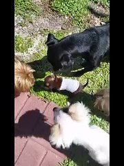 Moose the tiny Chihuahua (News World)