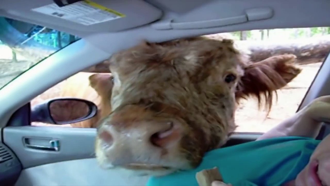 Cow Licks Woman Through Car Window