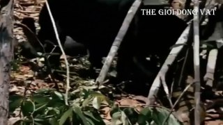 Báo đen đấu trăn Nam Mỹ - chiến thuật đuổi cùng giết tận - Thế giới động vật