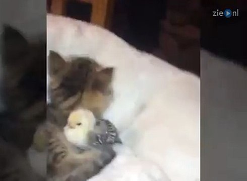 Kitten cuddles and licks small little chick-Funny cat videos