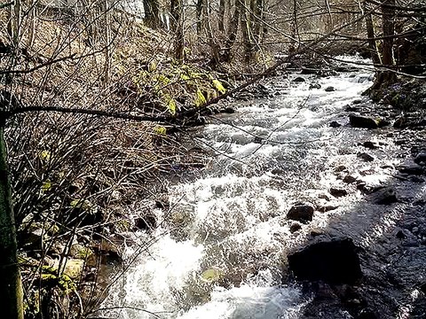 LA DORDOGNE - Basses branches recouvertes de glace!