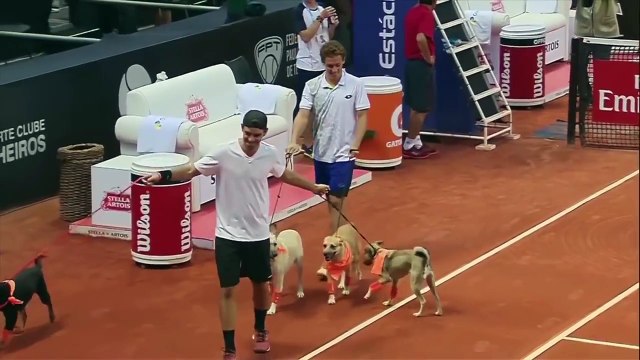 El Pulso | Ortodoncia, peluquería y deportes caninos | Telemundo